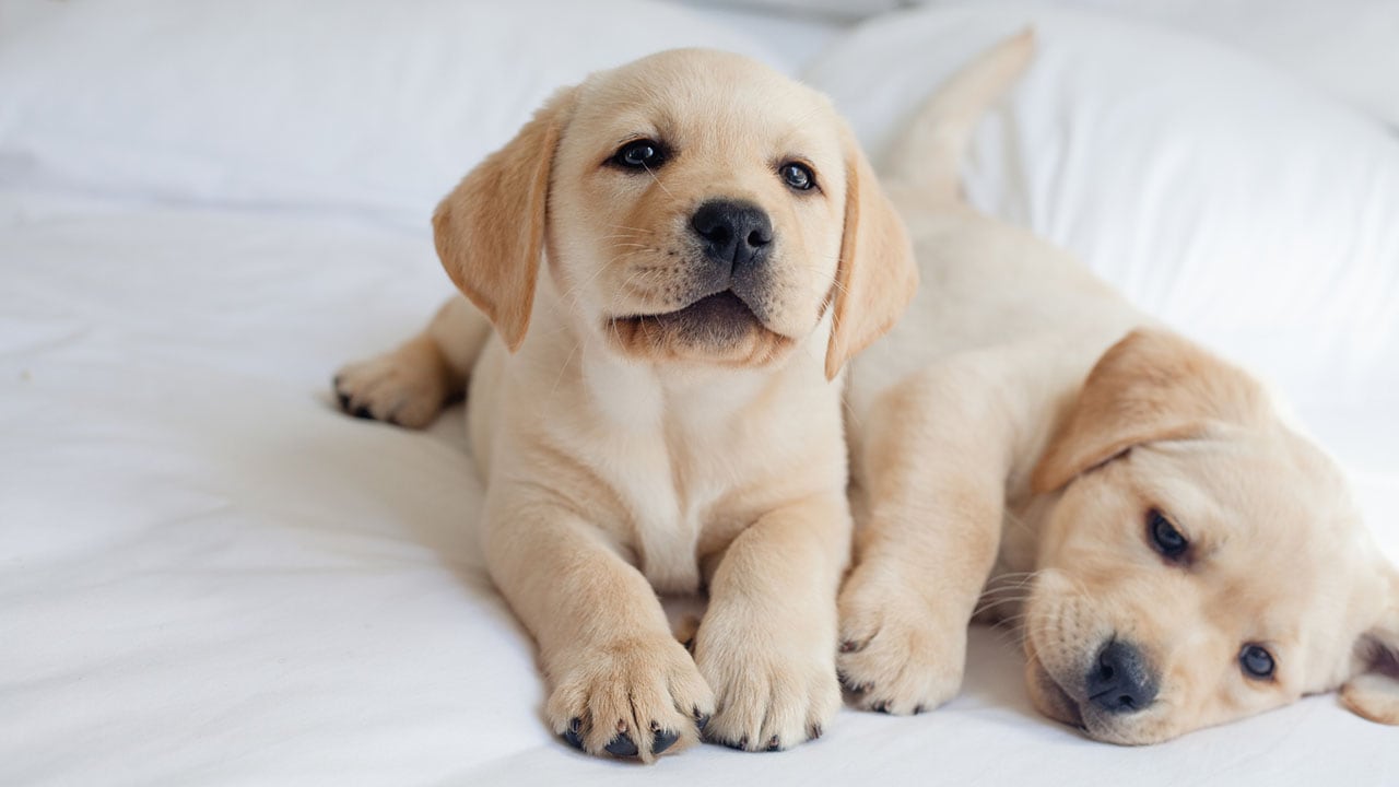 Emergency First Aid Kit Essentials for Puppy Owners